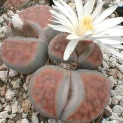 لیتوپس ، گیاه سنگی